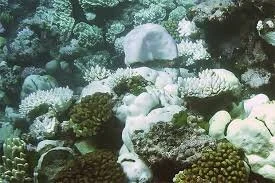 Corals of Bocas and the threats to them