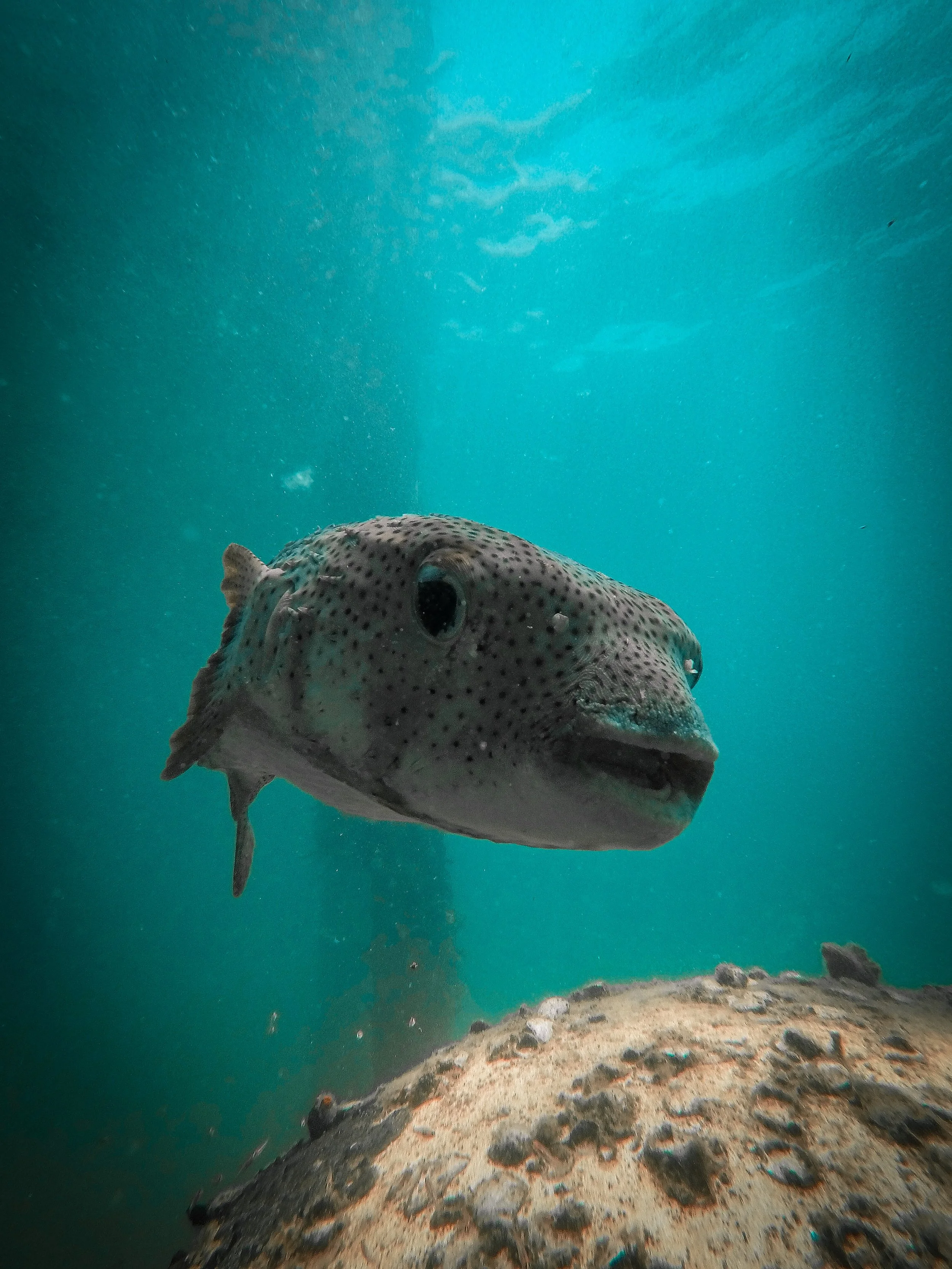 Why SCUBA dive in Bocas Del Toro? // ¿Por qué bucear en Bocas del Toro?