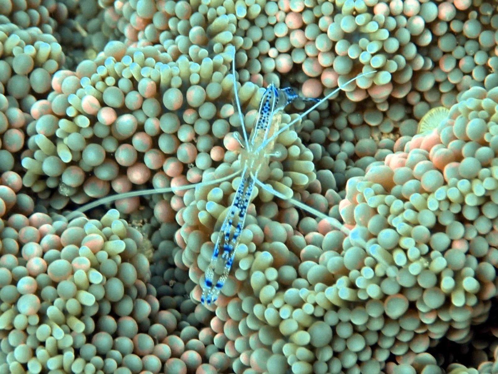 Pro Tips for spotting underwater nature