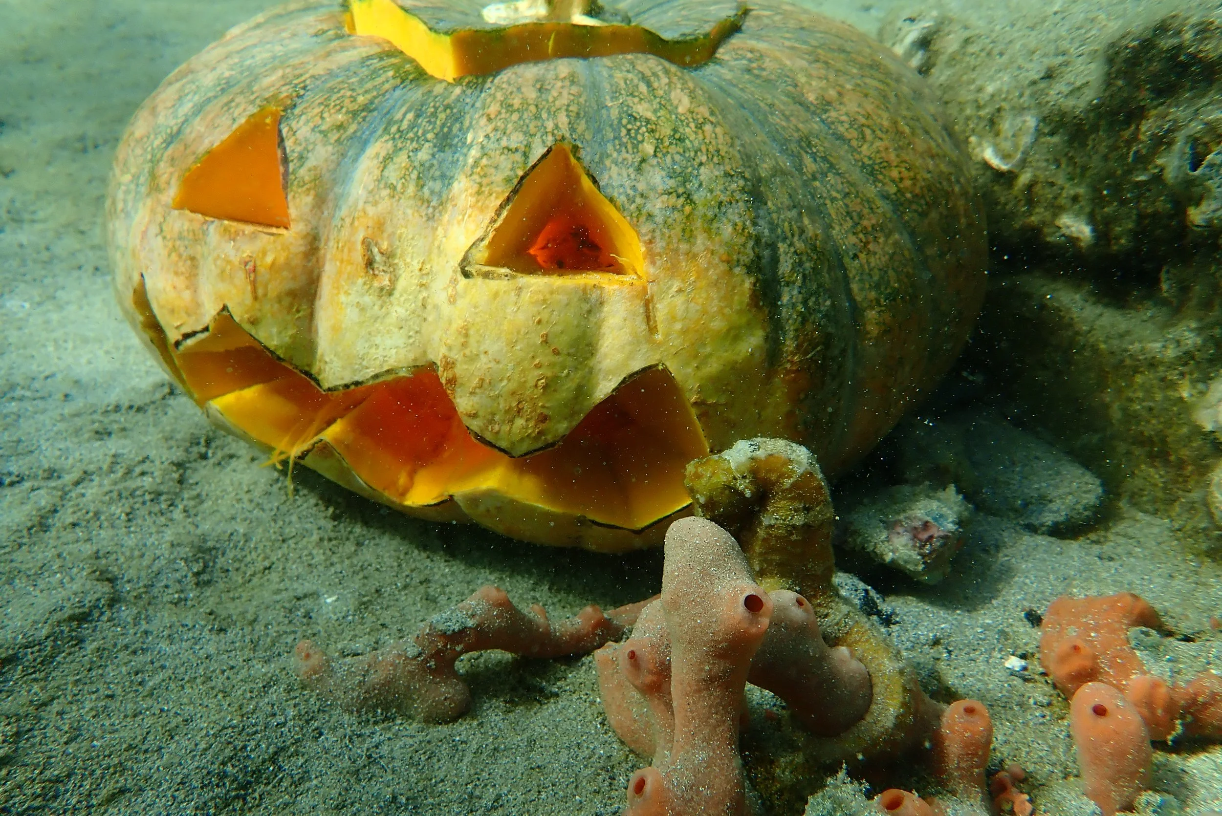 Bocas Del Toro's first underwater pumpkin carving competition!