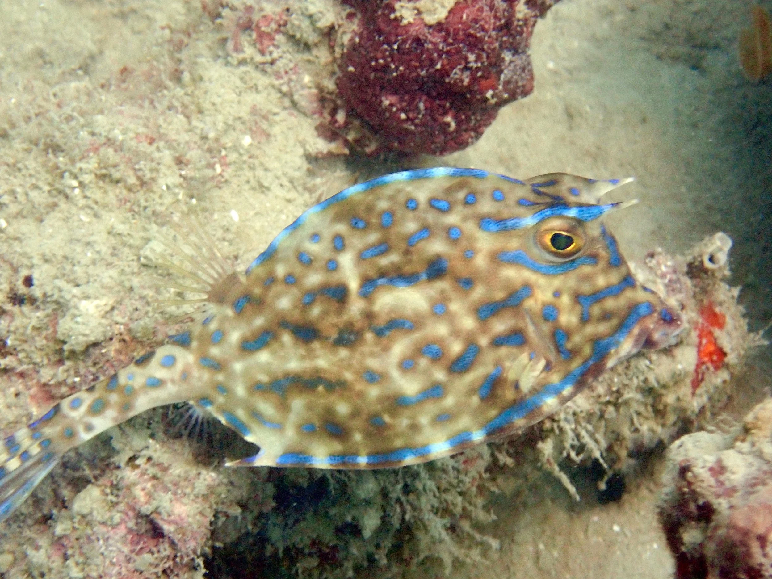 What is that fish?
