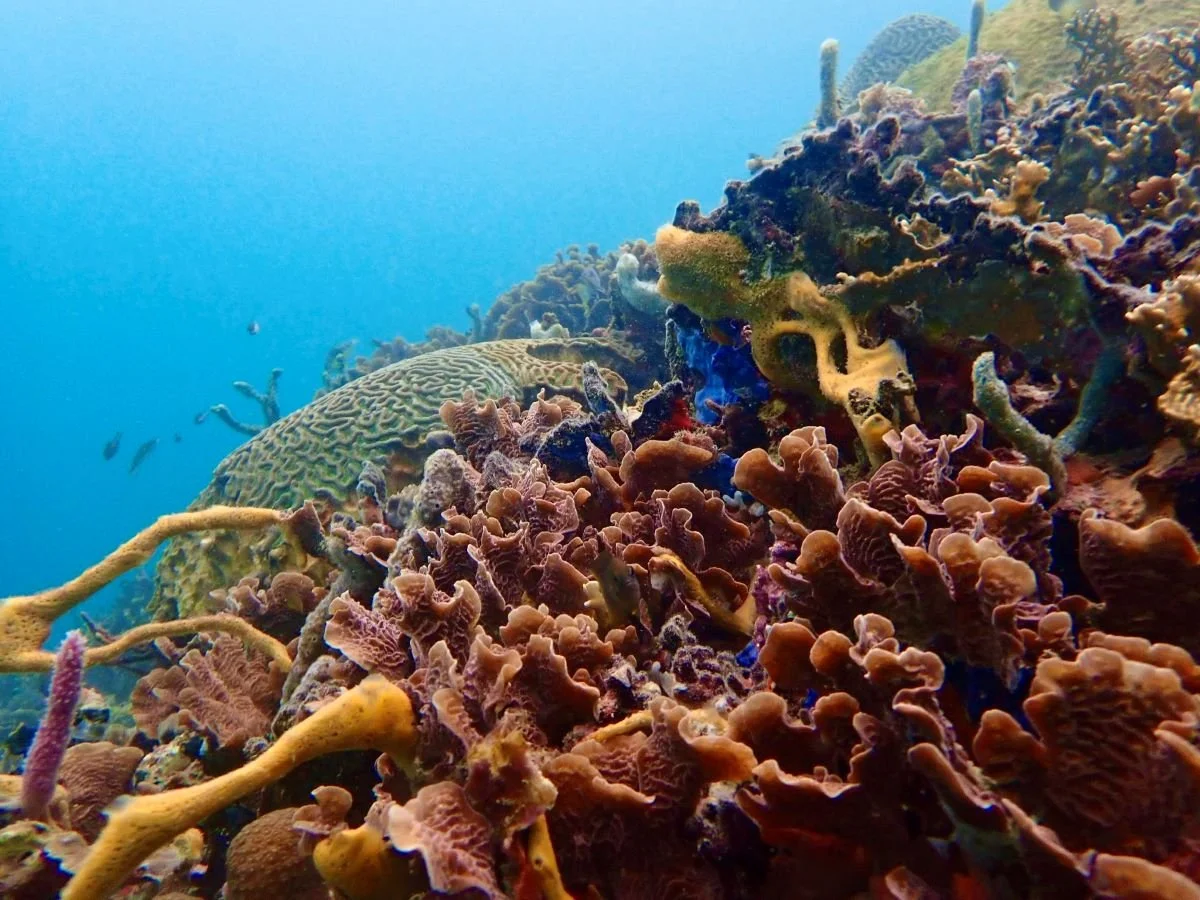 What are the dive sites like in Bocas Del Toro? Explore the underwater world with us…