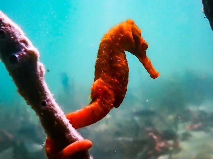 A Dive into the Rich Marine Life of Bocas Del Toro