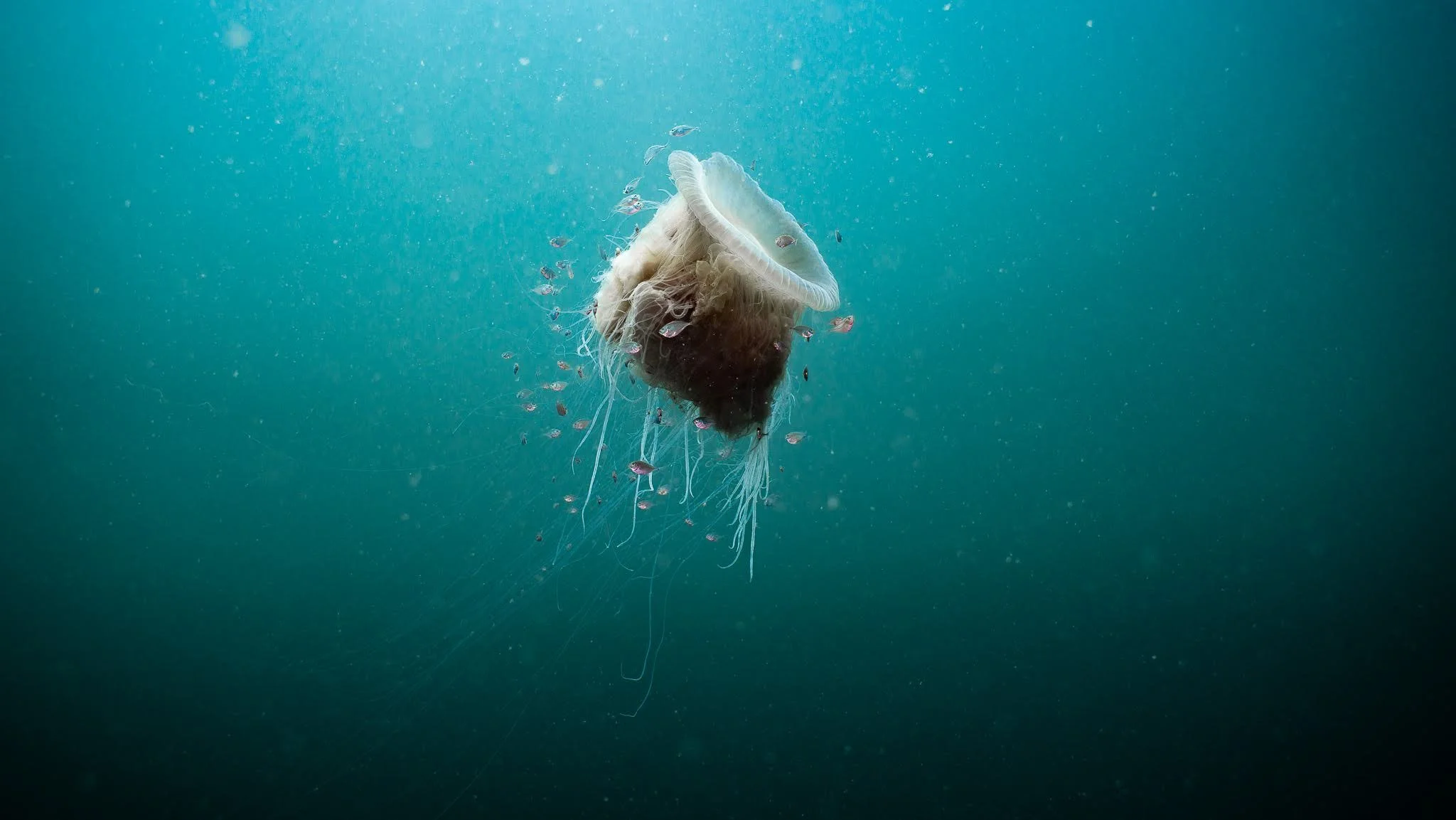 Best Dive Sites in Bocas del Toro: Explore the Caribbean Underwater Paradise