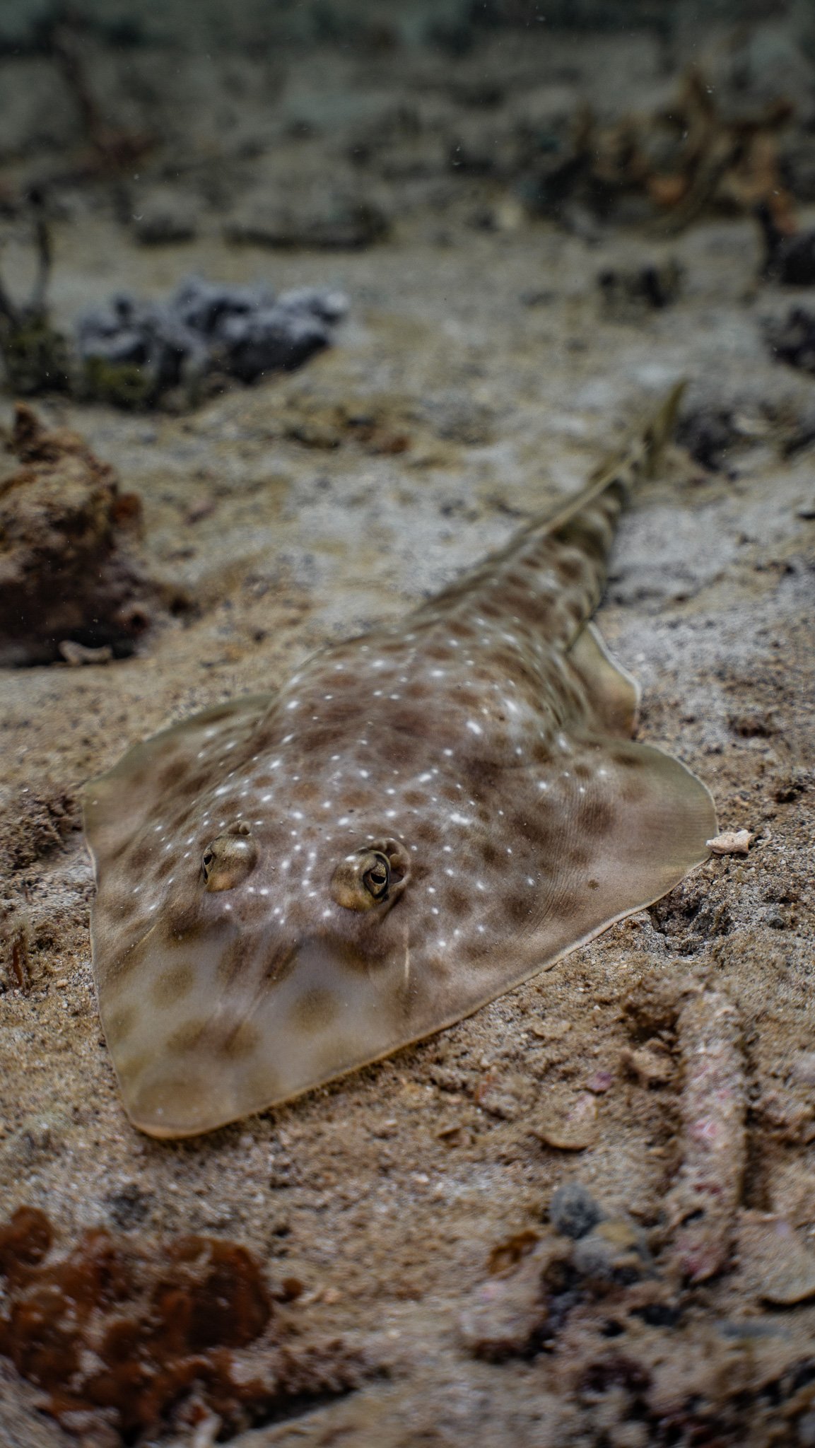 Discover the Best Time to Dive in Bocas del Toro: Your Ultimate Dive Planning Guide