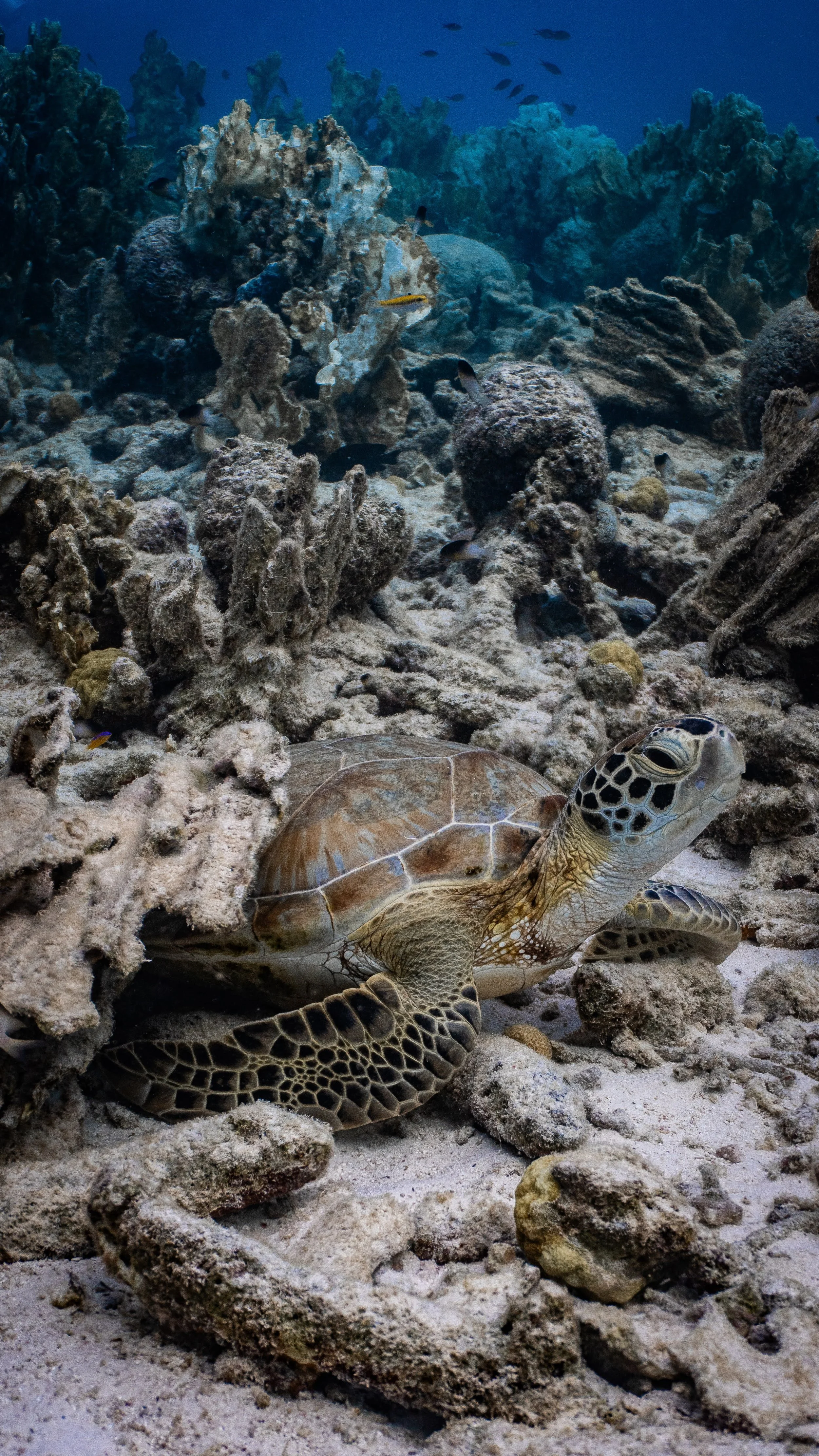 A Paradise for Sea Turtles