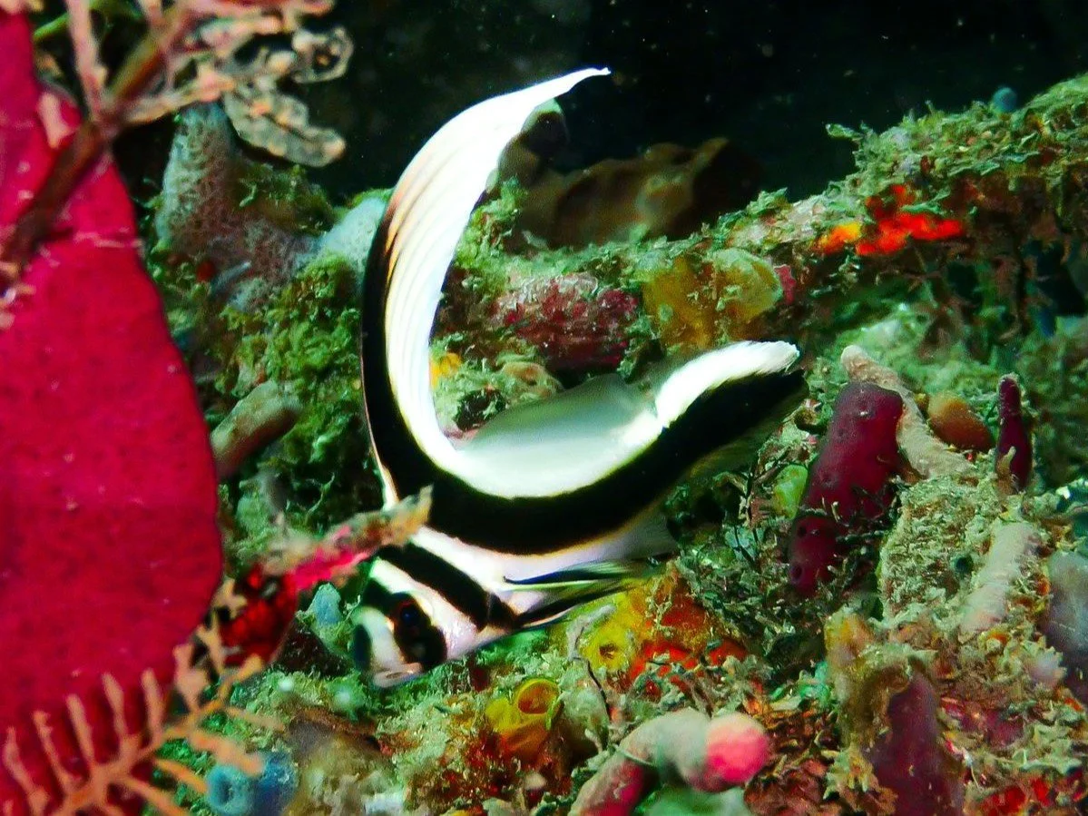 The Rich Marine Life of Bocas Del Toro - Divers Paradise