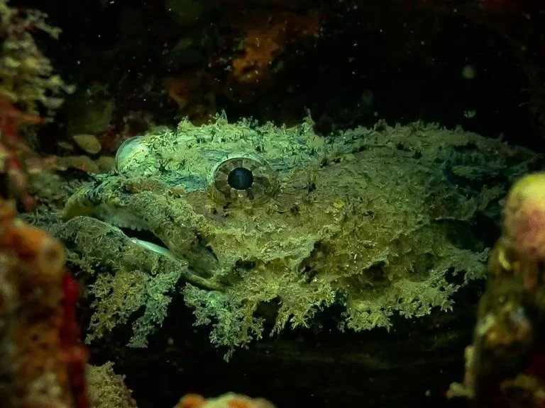 bearded toadfish