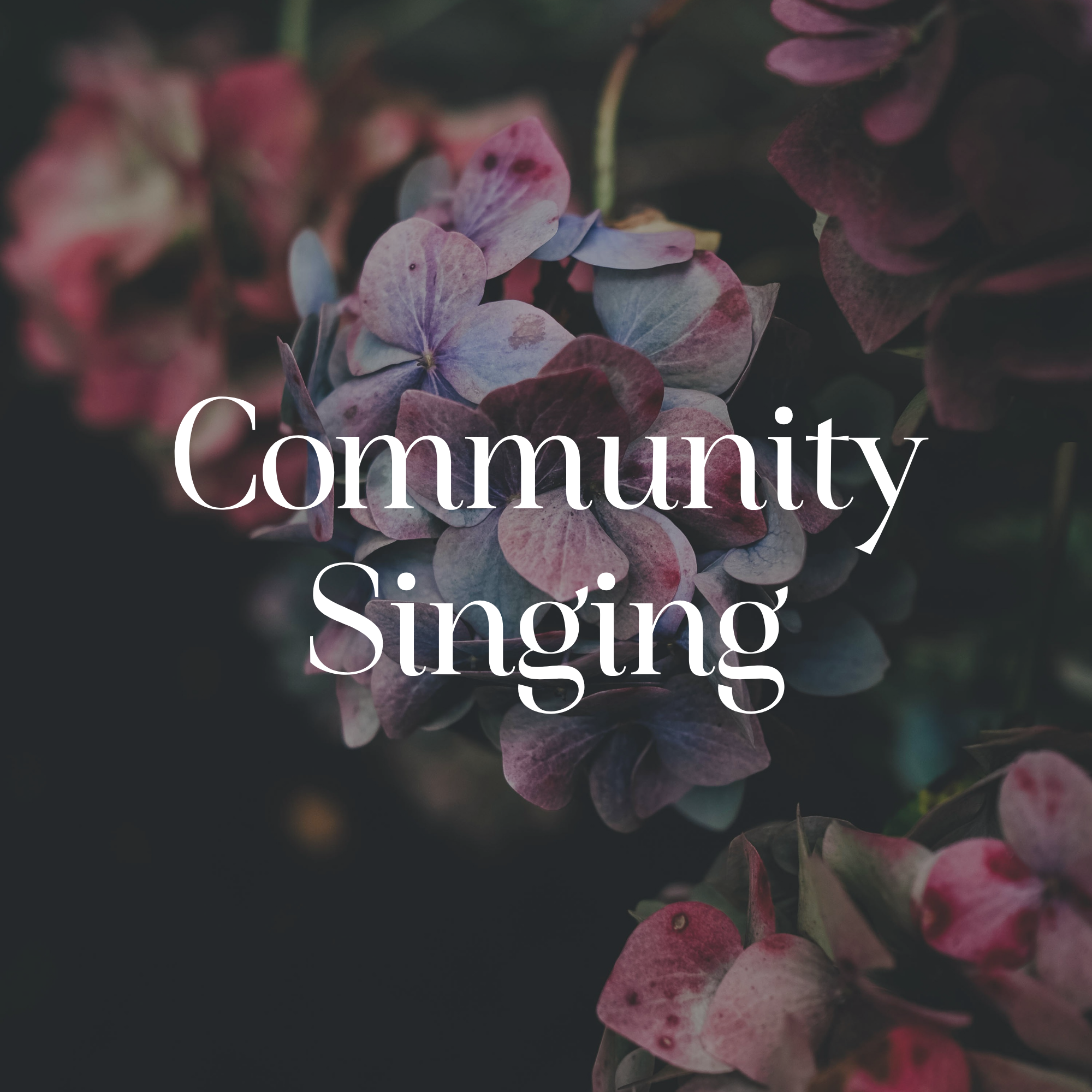 Close-up of colorful hydrangea flowers with text overlay reading 'Community gifting'.