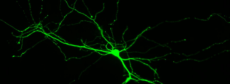 CGE Synaptogenic Neuron (Copy)