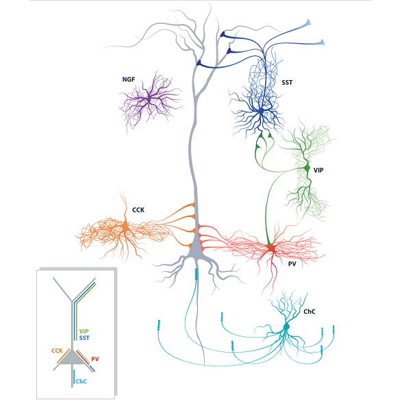 Interneuron subtype overview