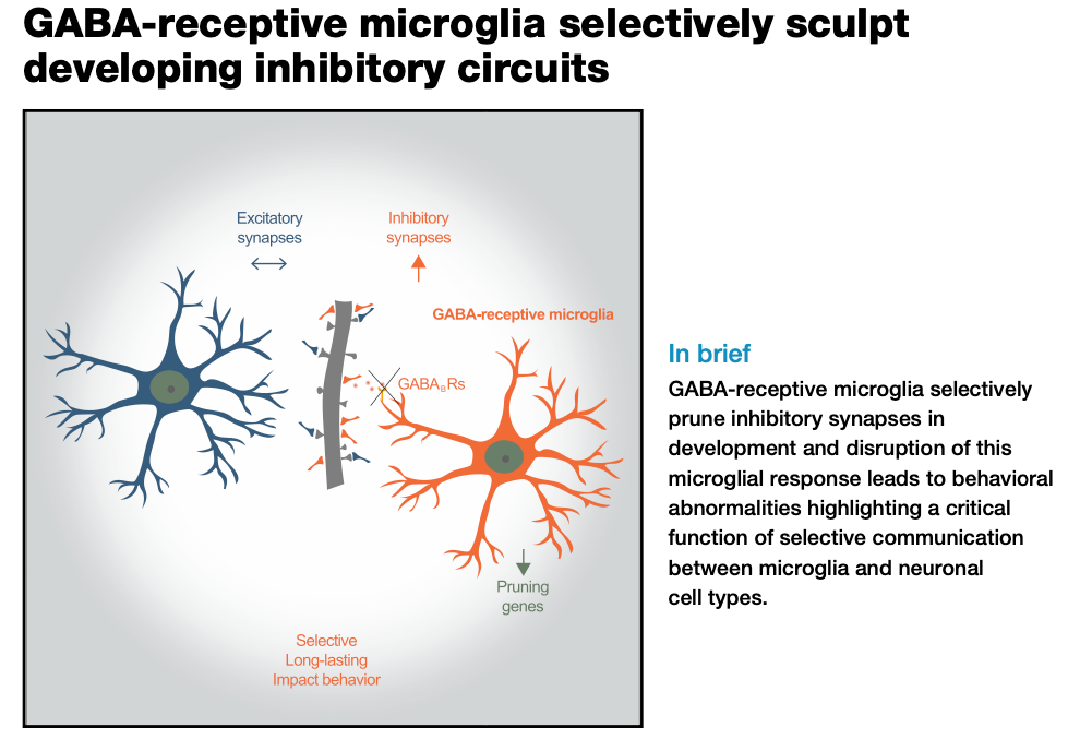 Figure 2: Microglia selectively prune inhibitory synapses