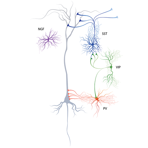 Interneurons are Cool