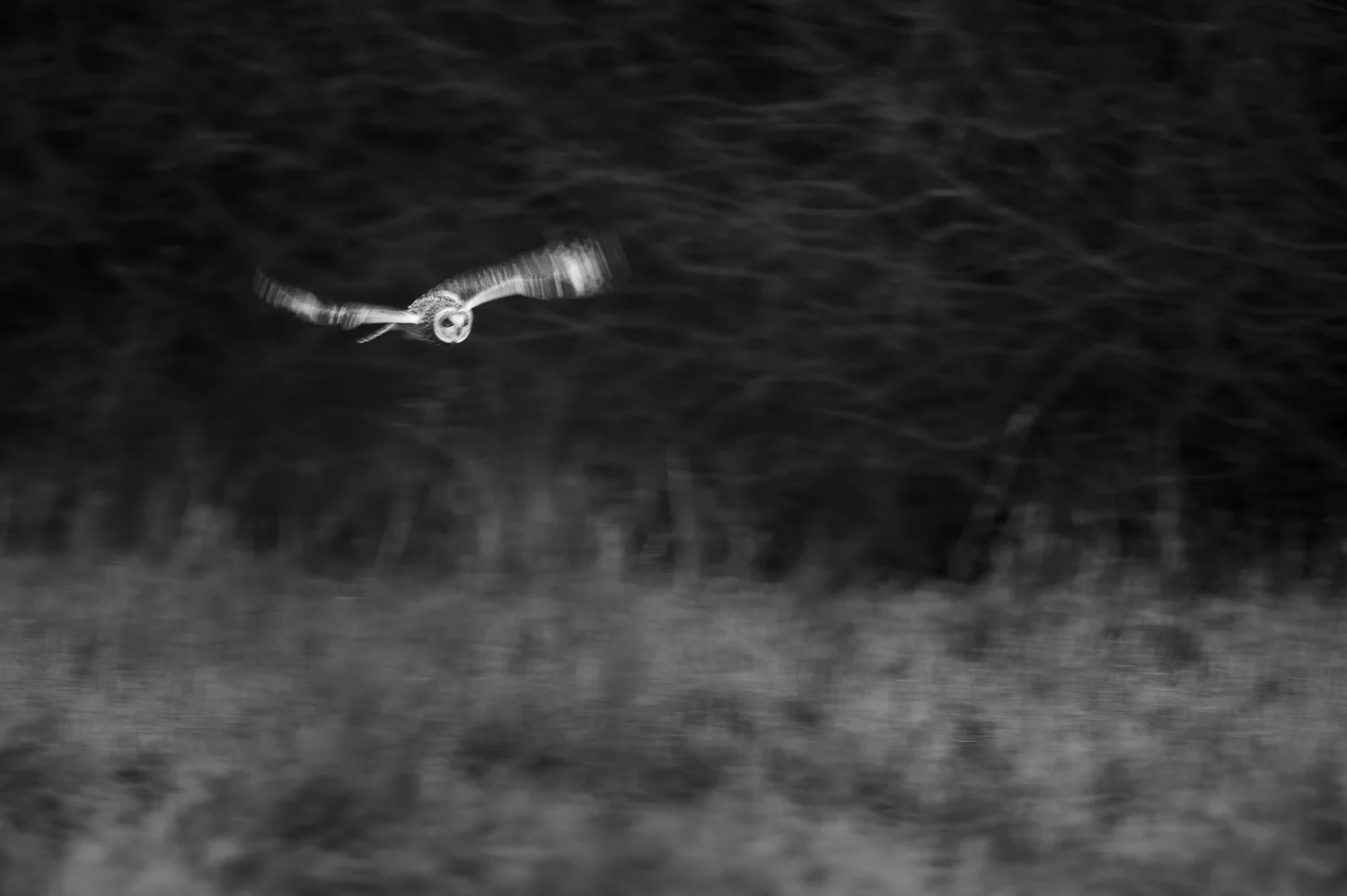 Short-eared Owl