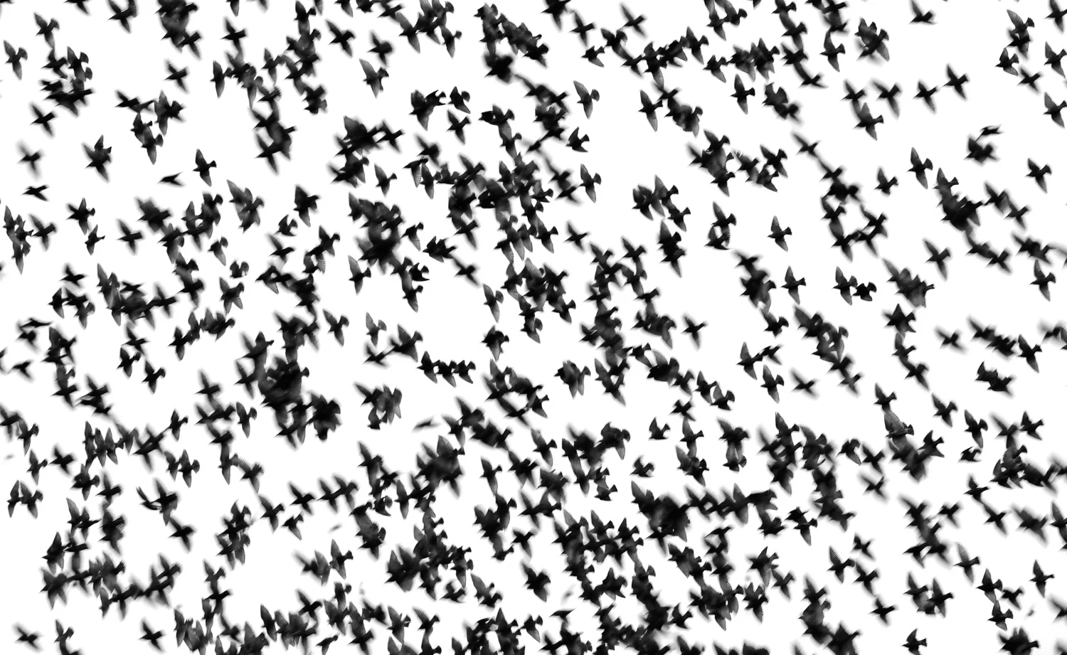 Starlings