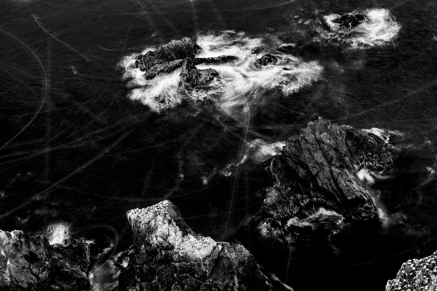 Gannet Trails