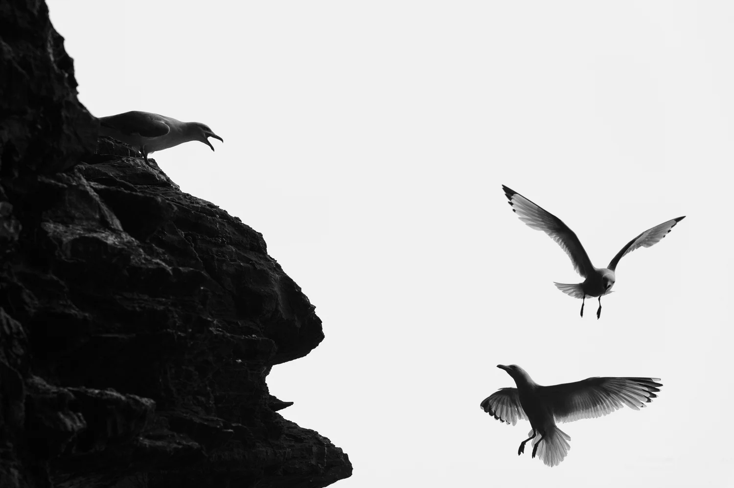 Herring gull and Kittiwakes