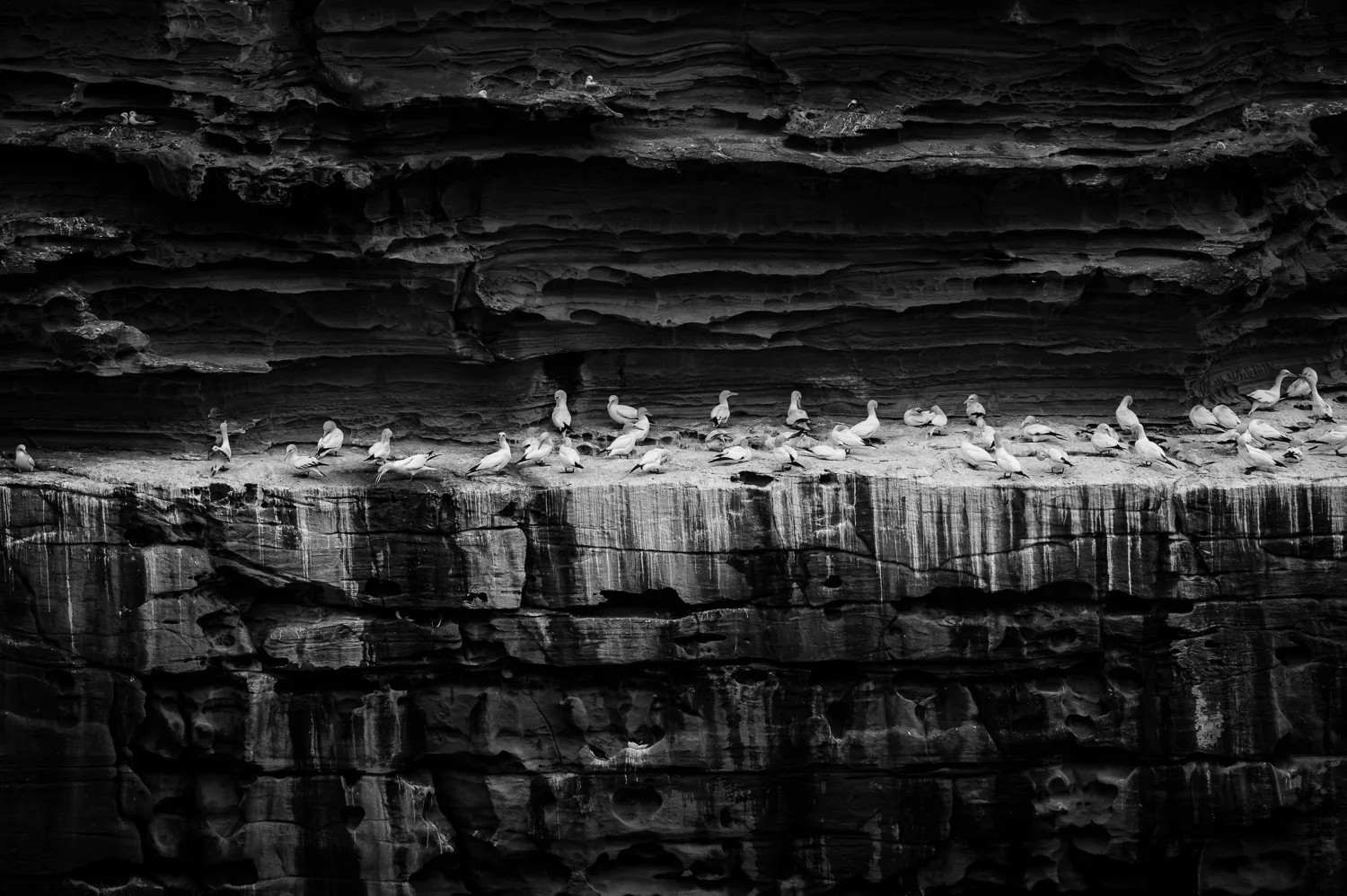 The Cliffs of Noss