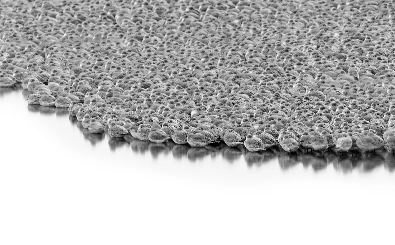 Knot Roost 2