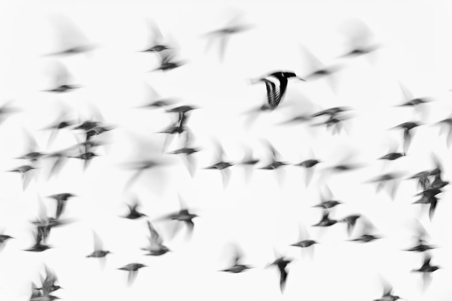 Wader Fly Past