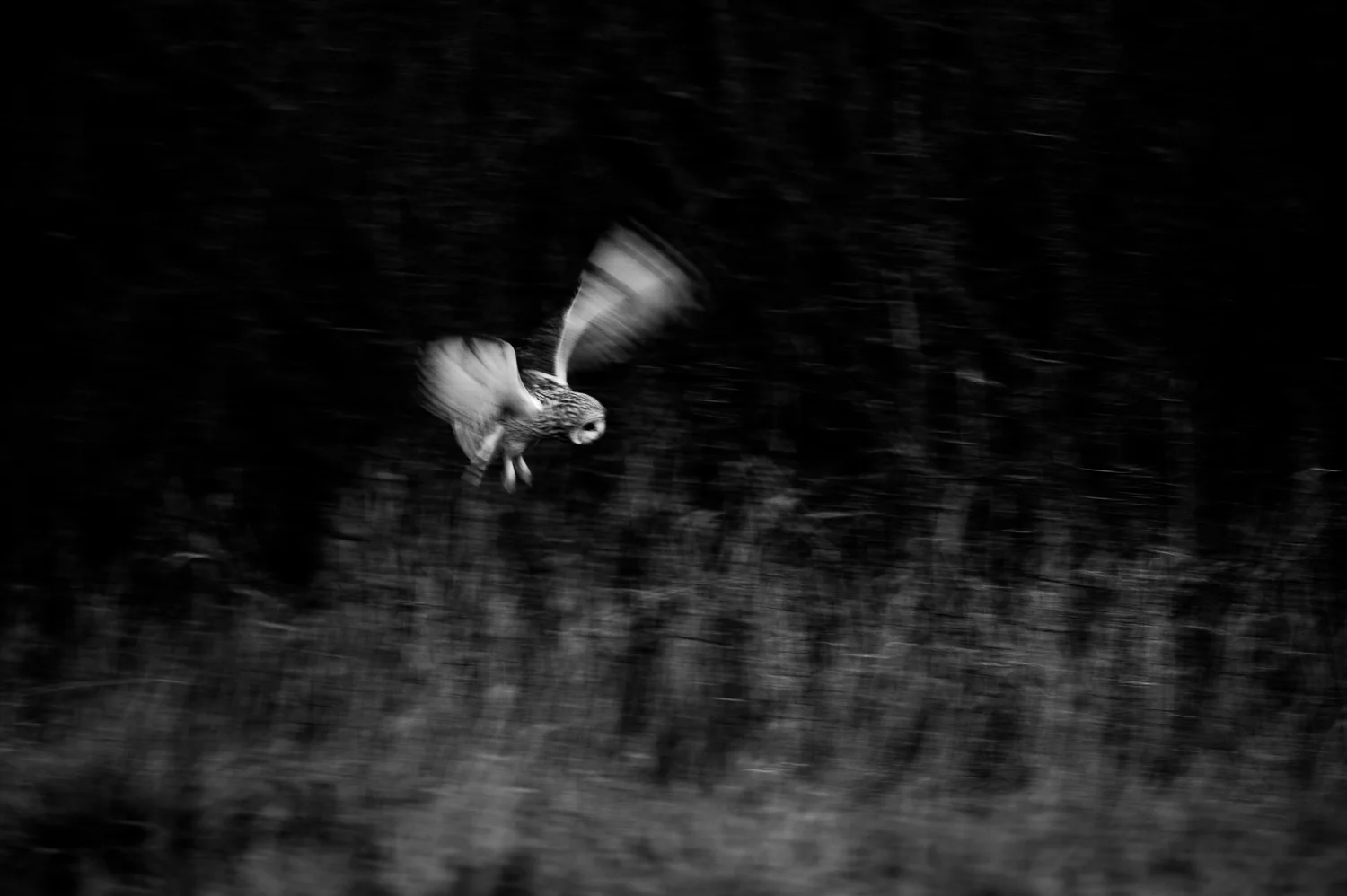 Short-eared Owl 2