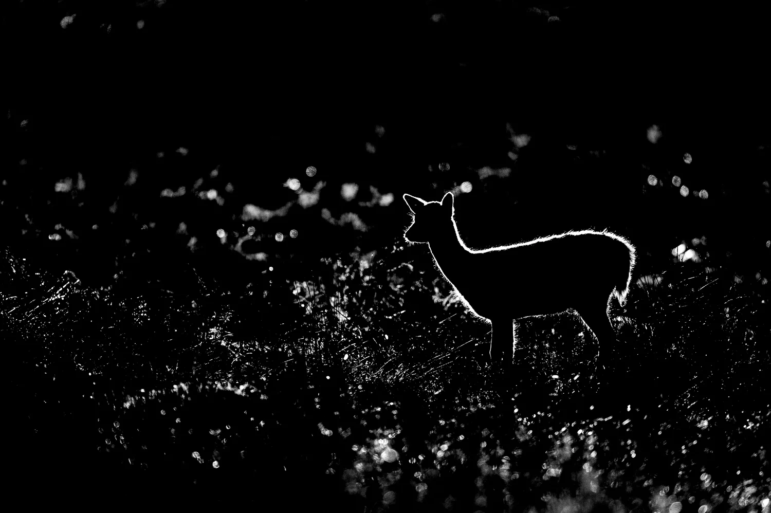 Fallow Deer Fawn