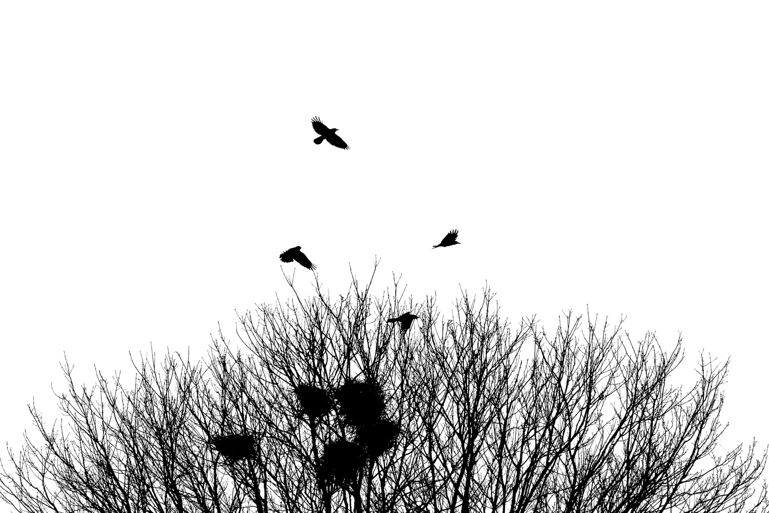 The Rookery