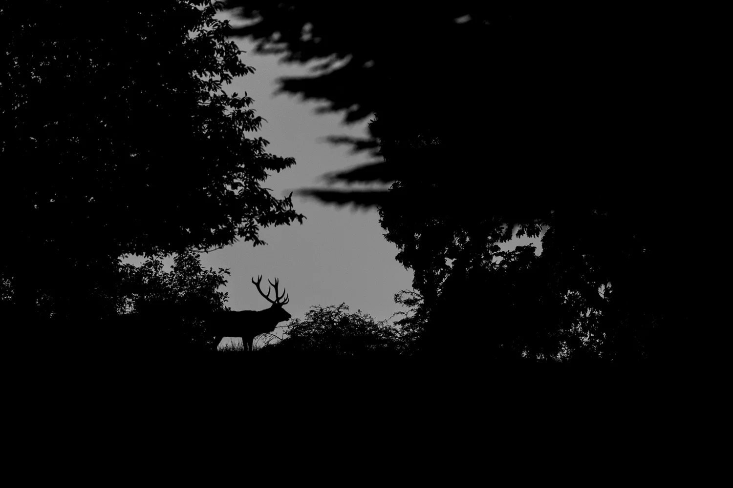 Red Deer Stag 2