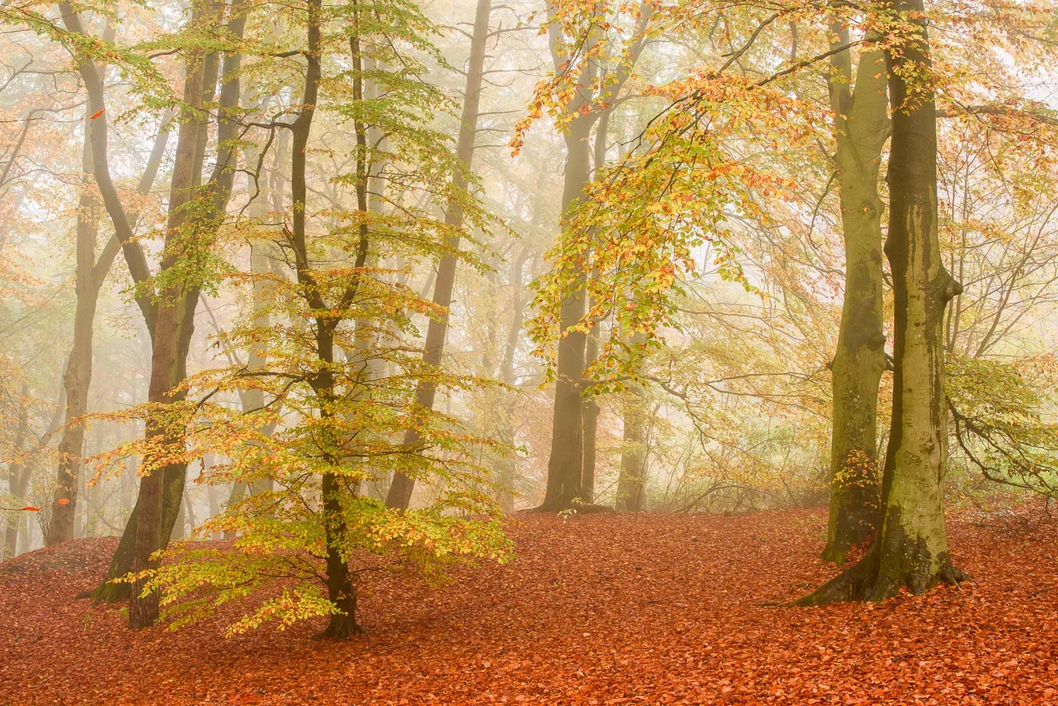 Autumn Beech Wood