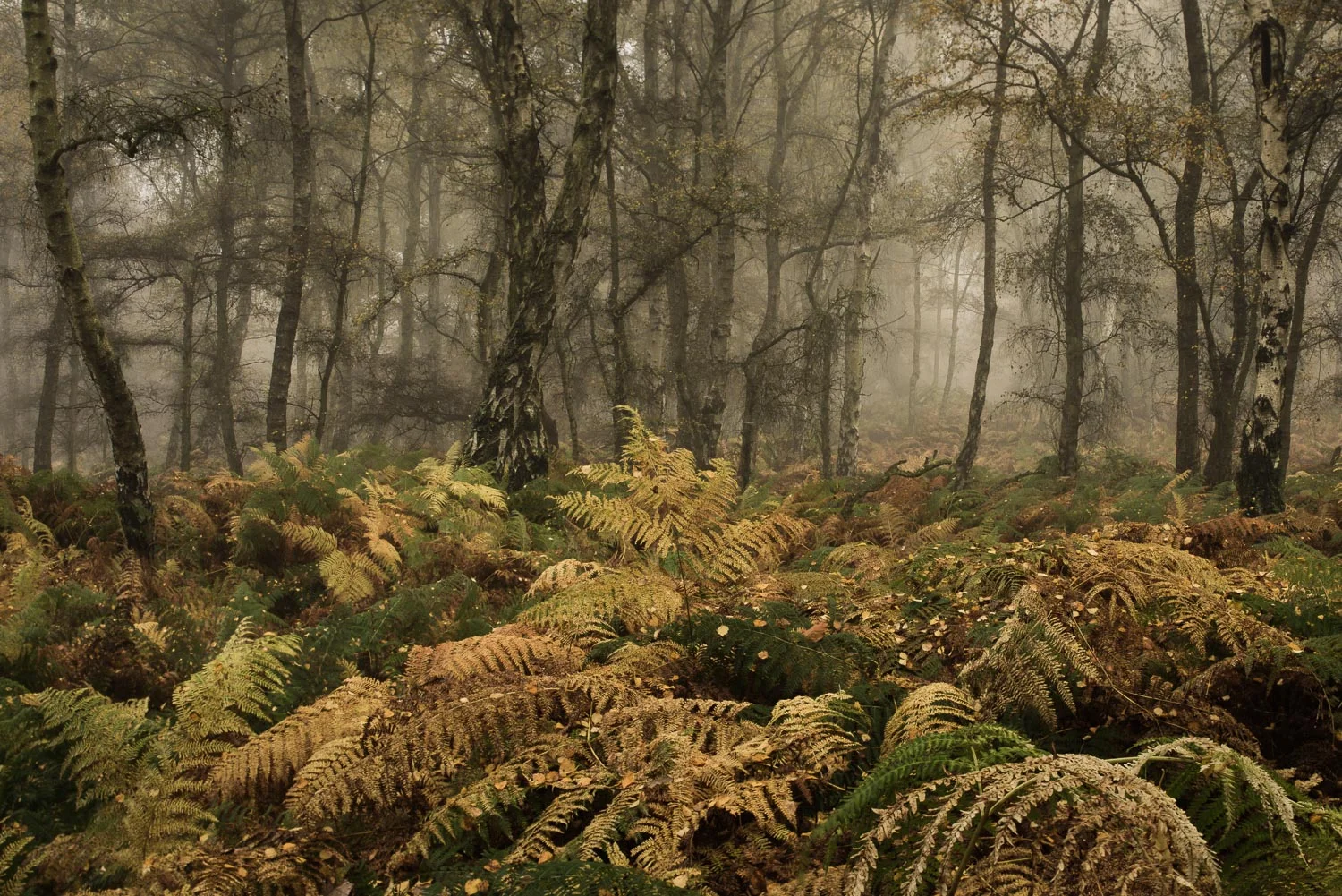 Jackson Coppice