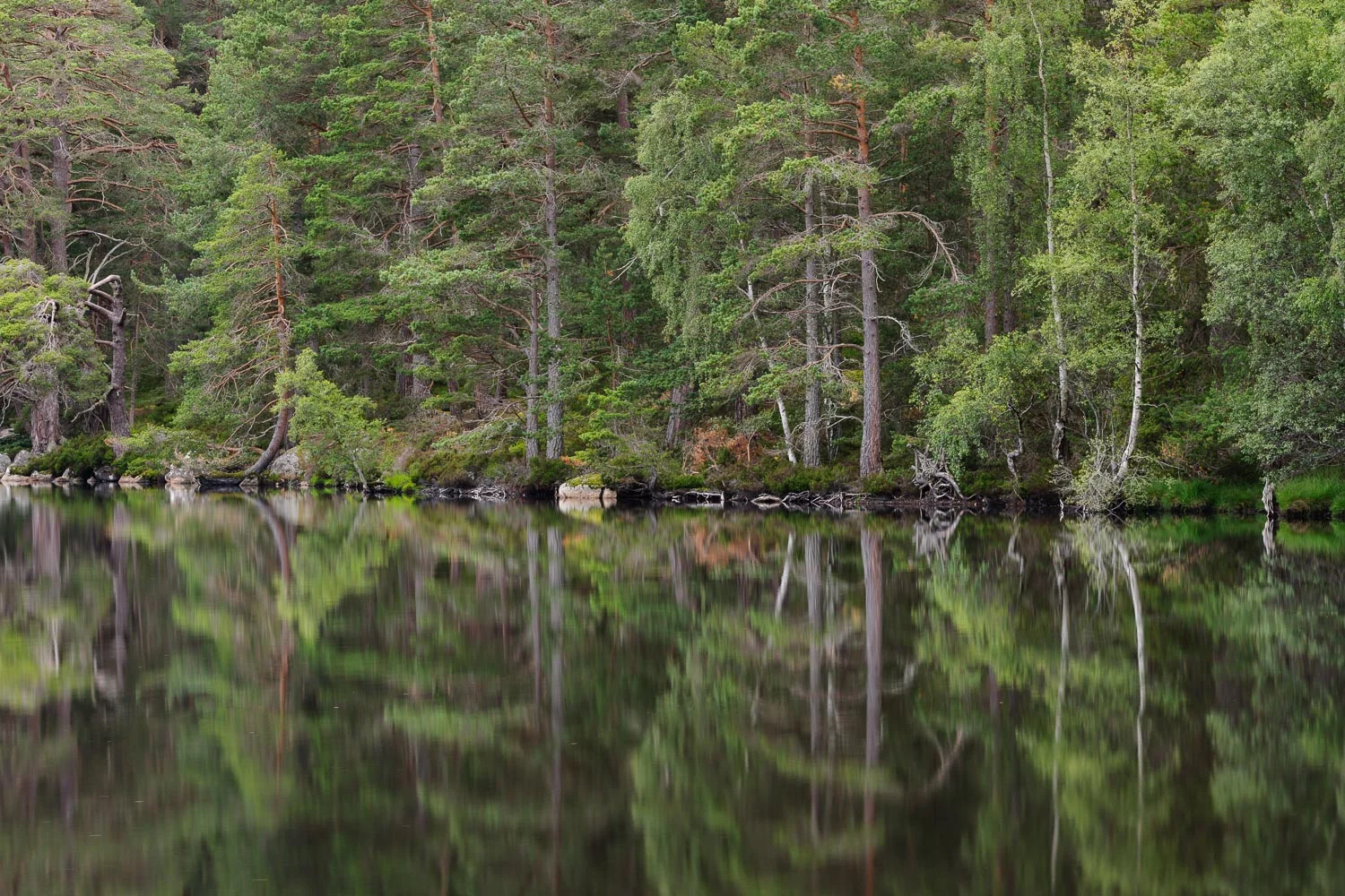 Loch Garten Reflections 2