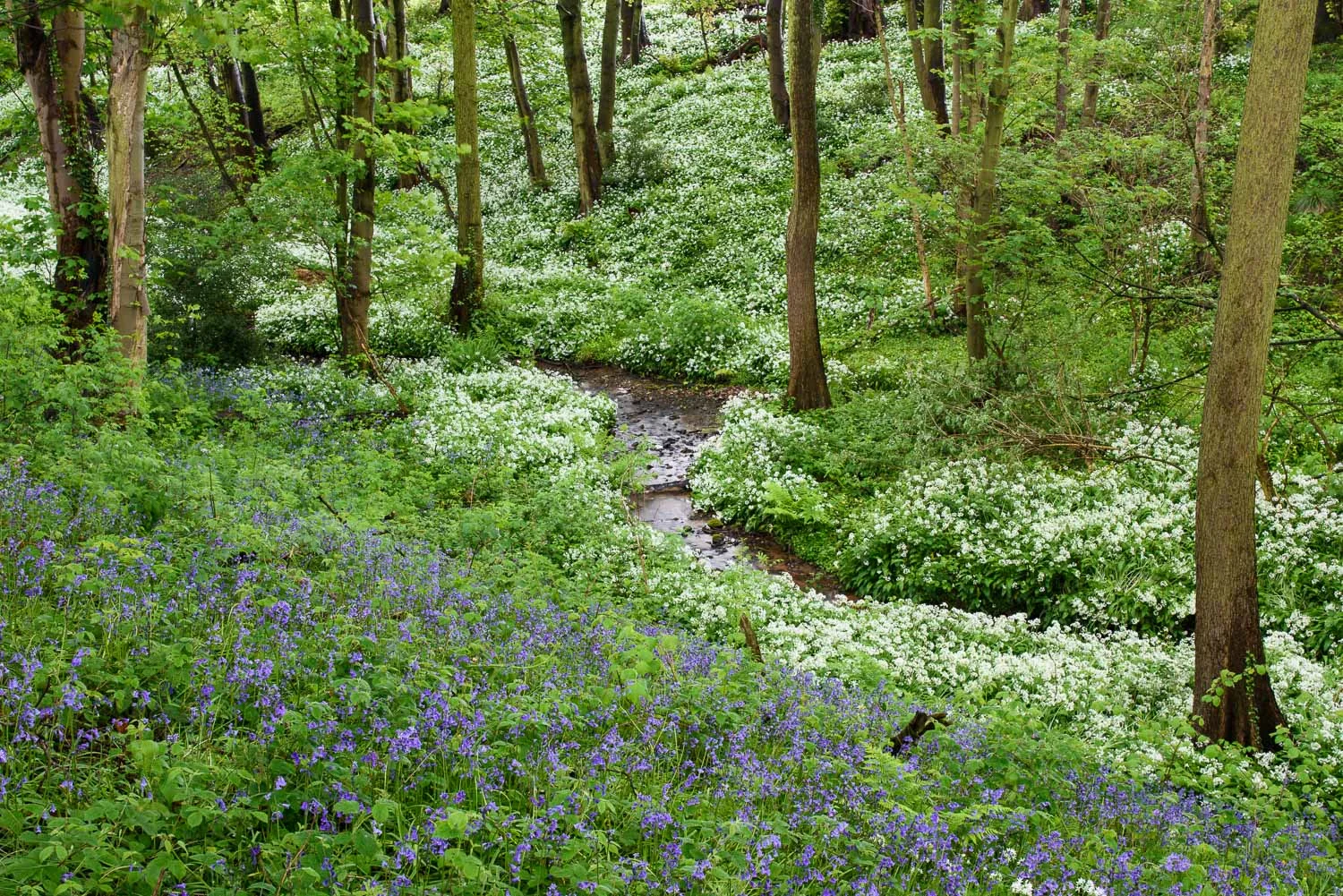 Spring Woodland