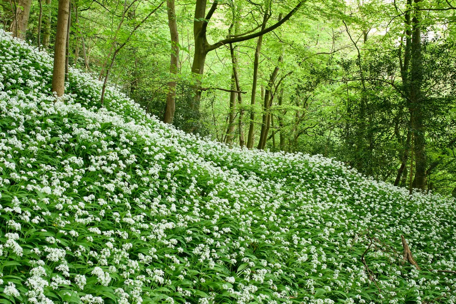 Wild Garlic in Spring Woodland