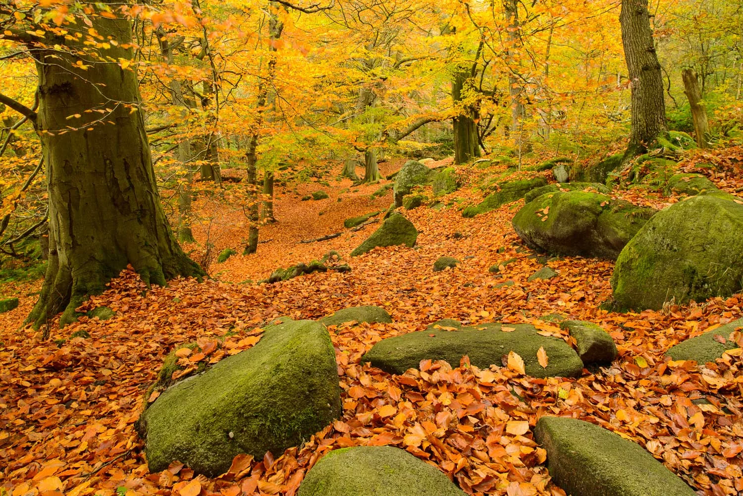Padley Gorge