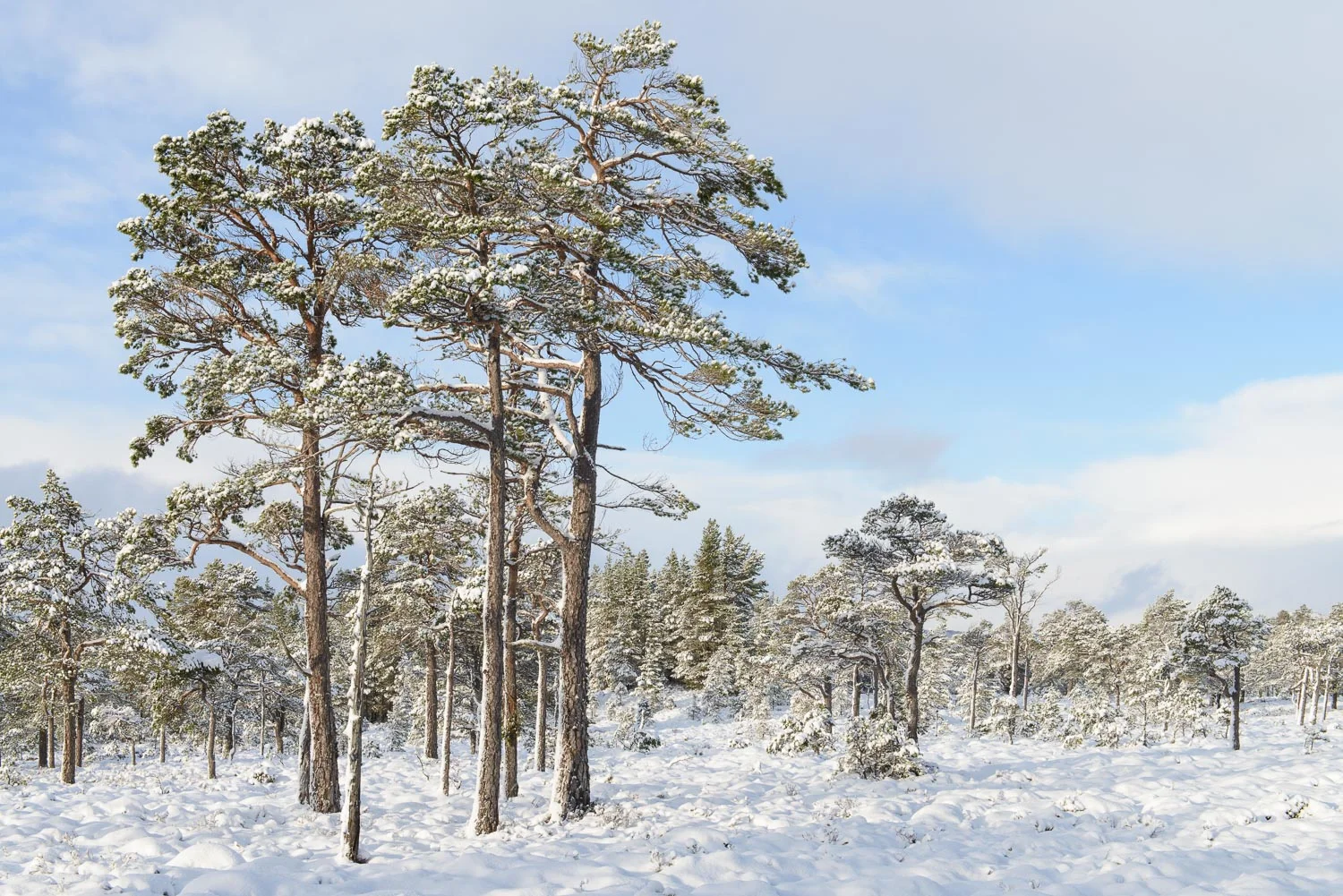 Rothiemurchus Forest