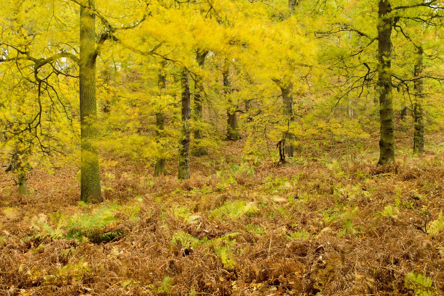 Autumn Woodland