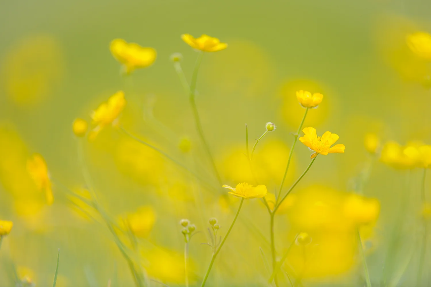 Buttercup