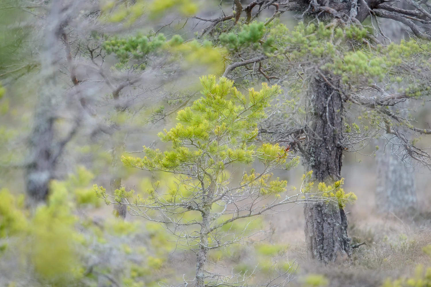 Scots Pine