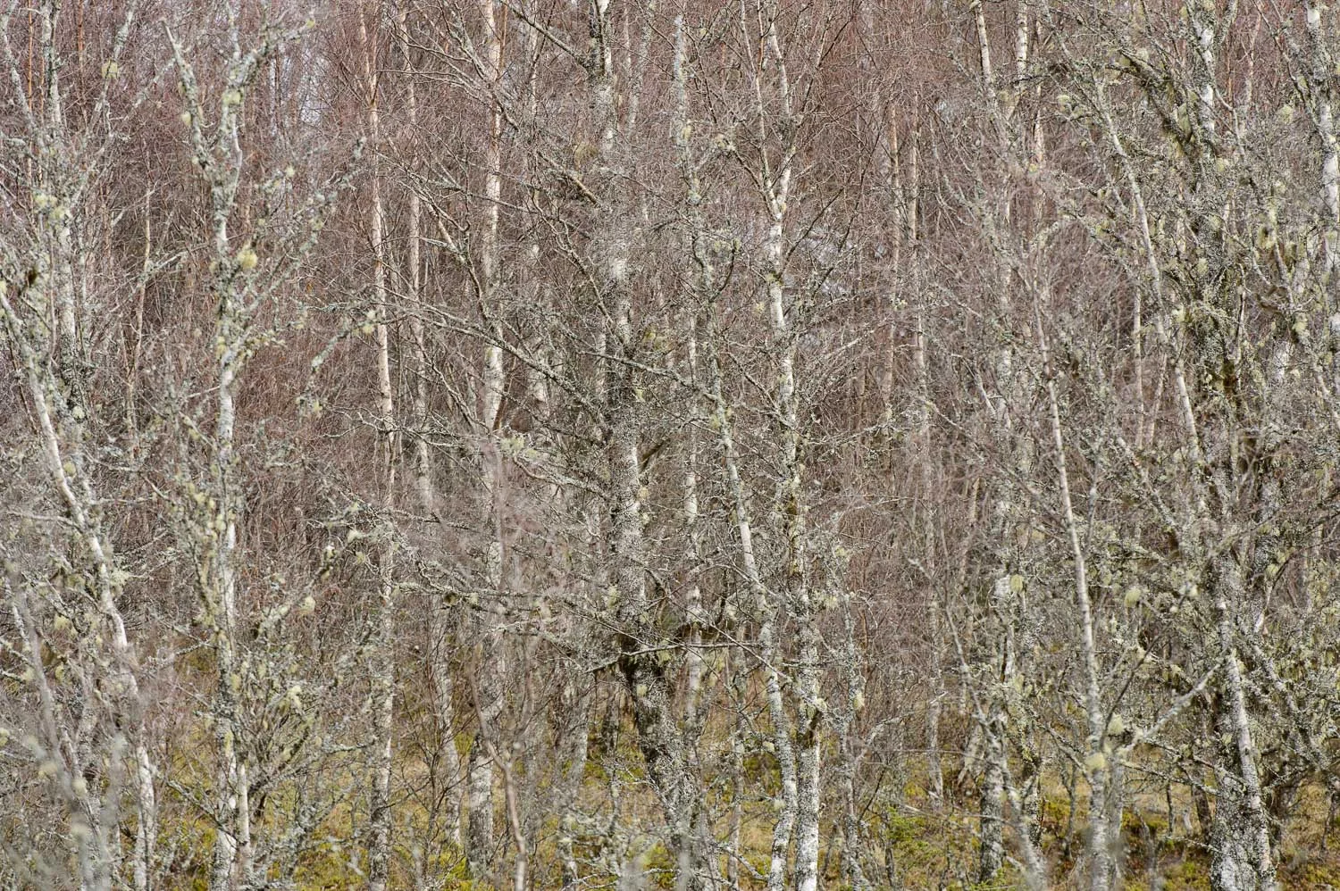 Silver Birch