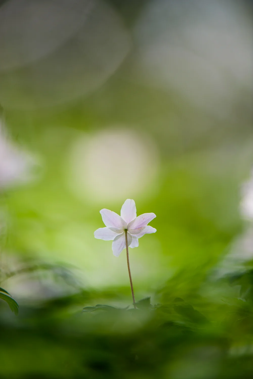 Wood Anemone