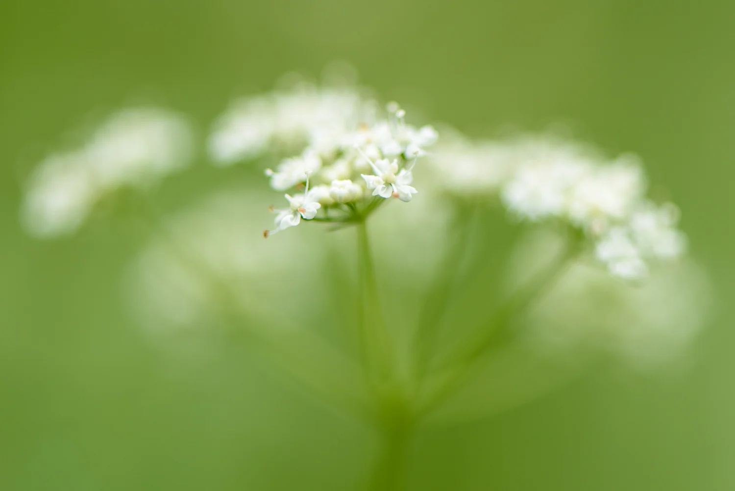 Cow Parsley