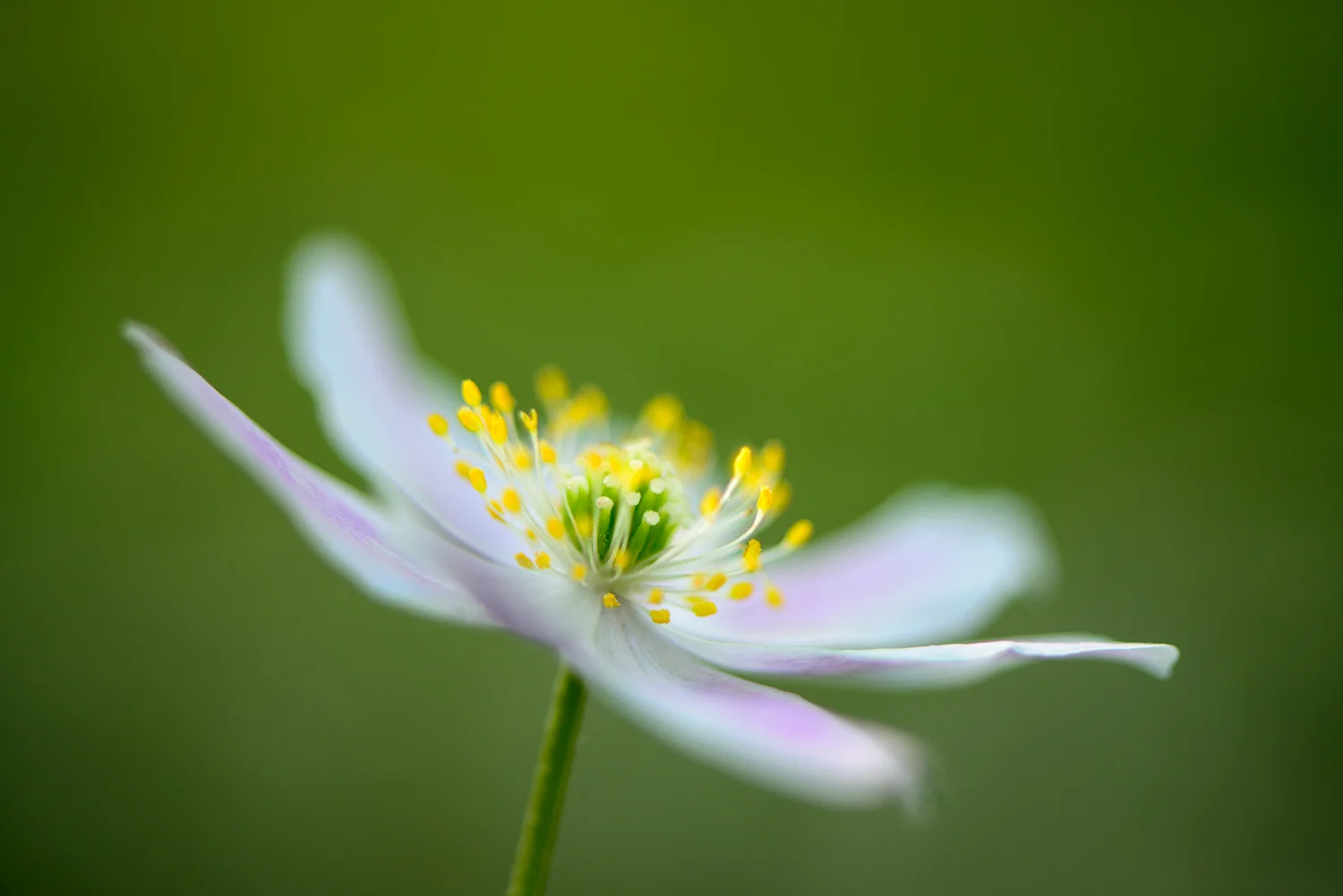 Wood Anemone