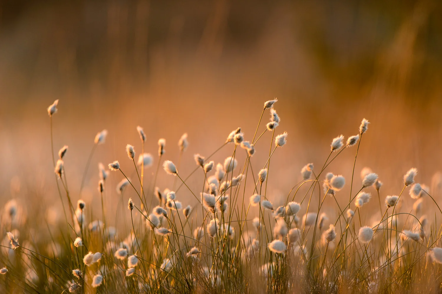 Cotton-Grass