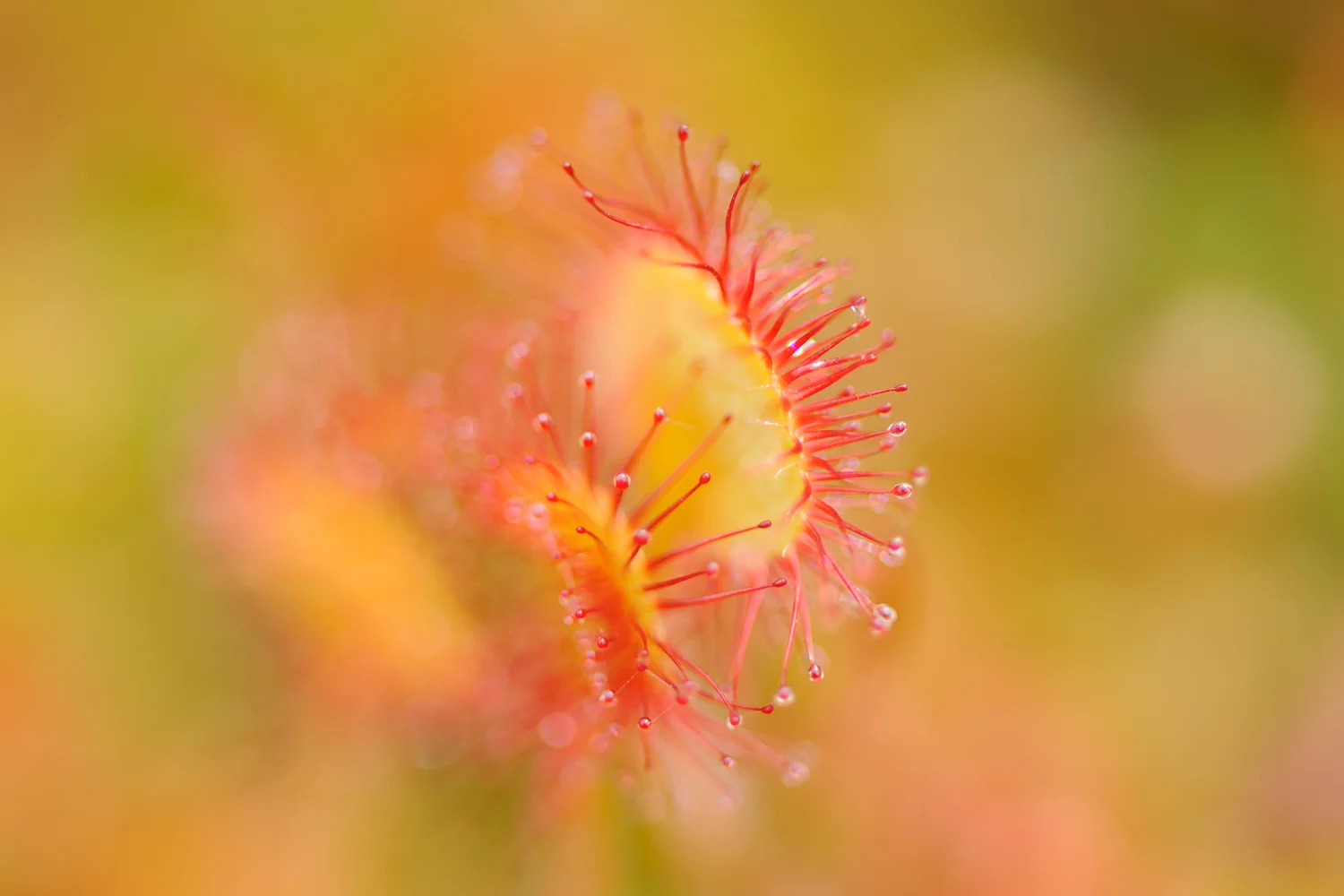 Sundew