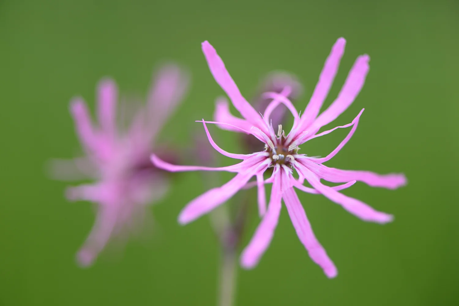 Ragged-Robin