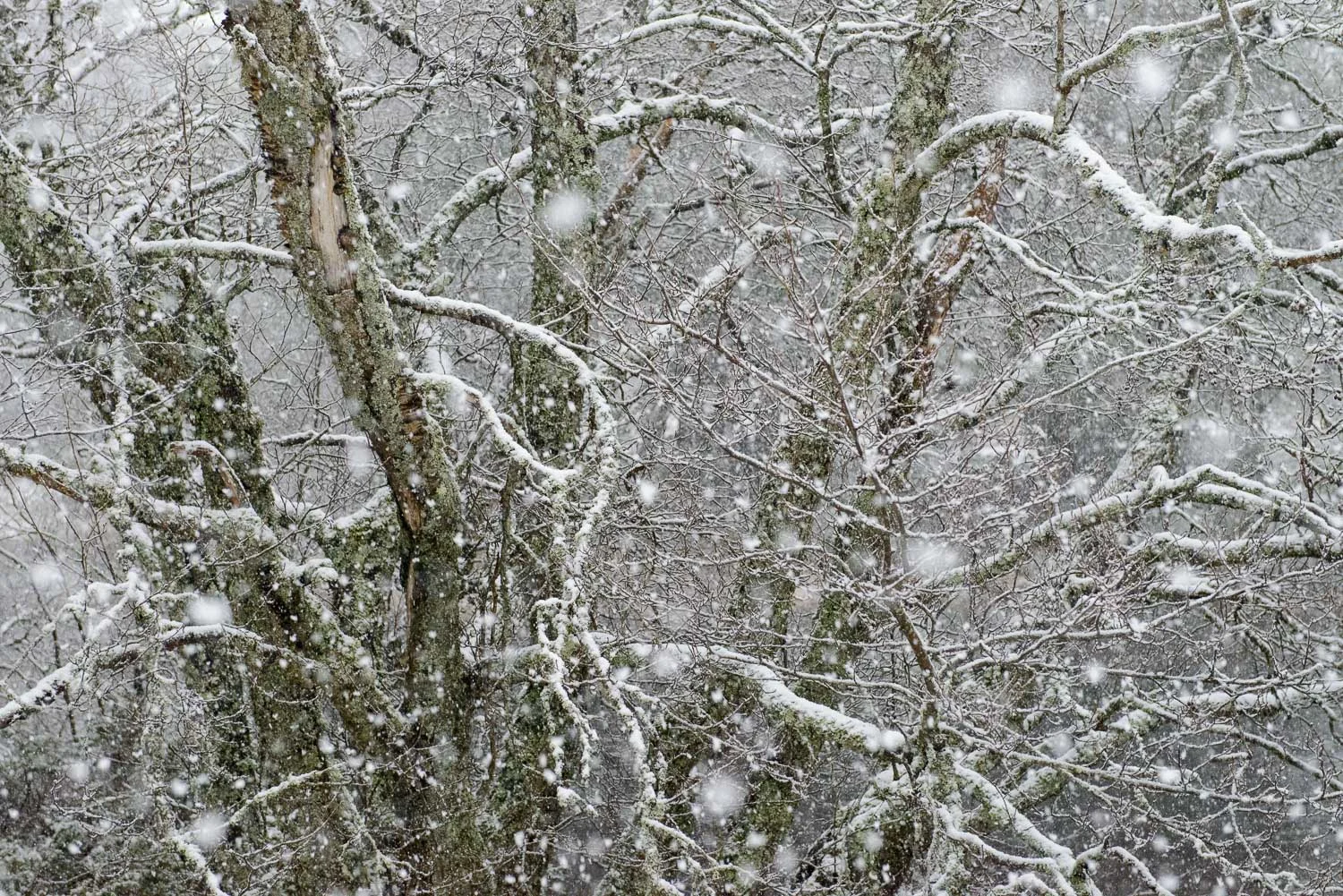 Winter Trees