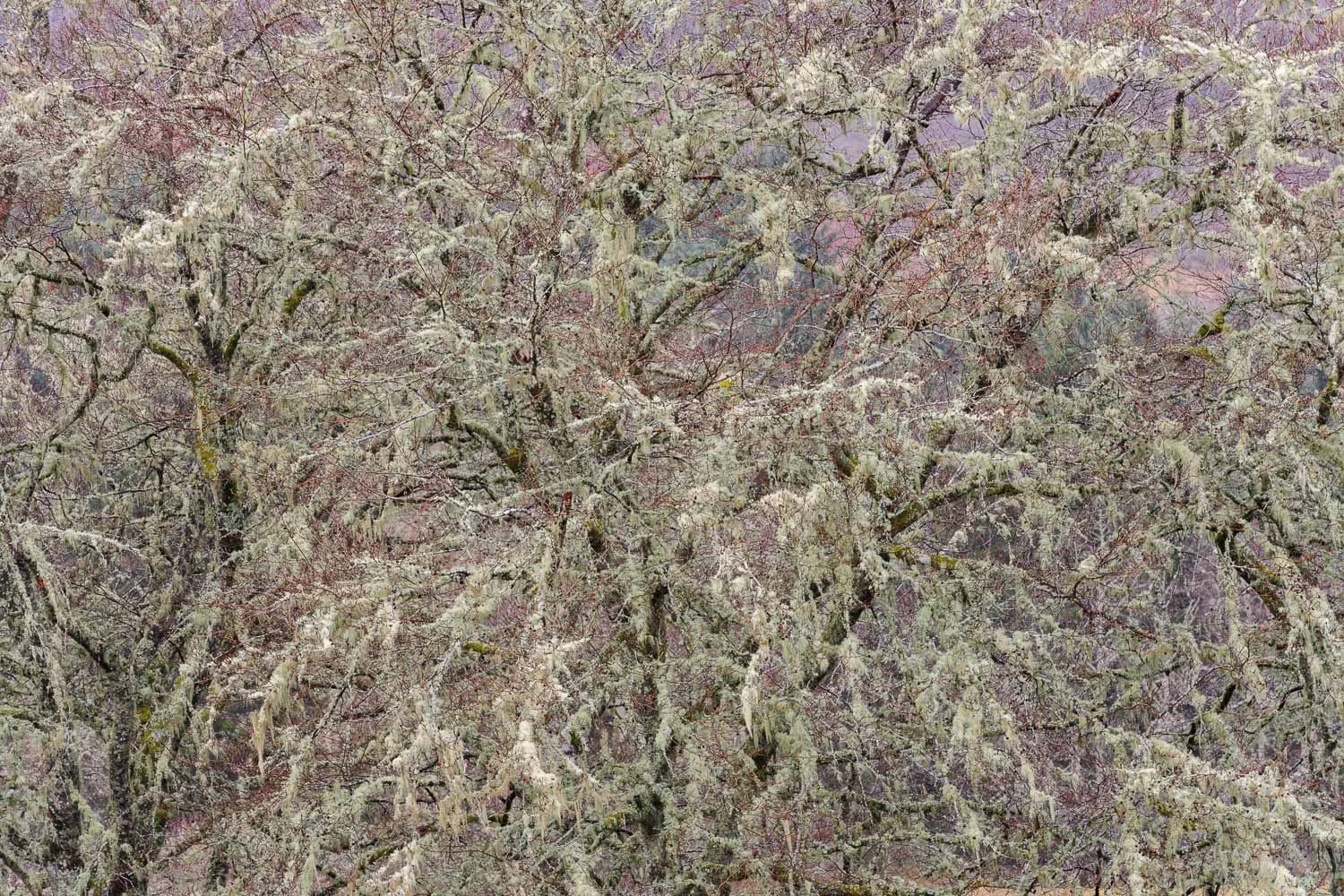 Lichen and Moss Covered Trees