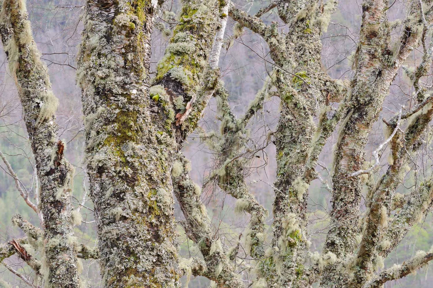 Lichen and Moss Covered Trees