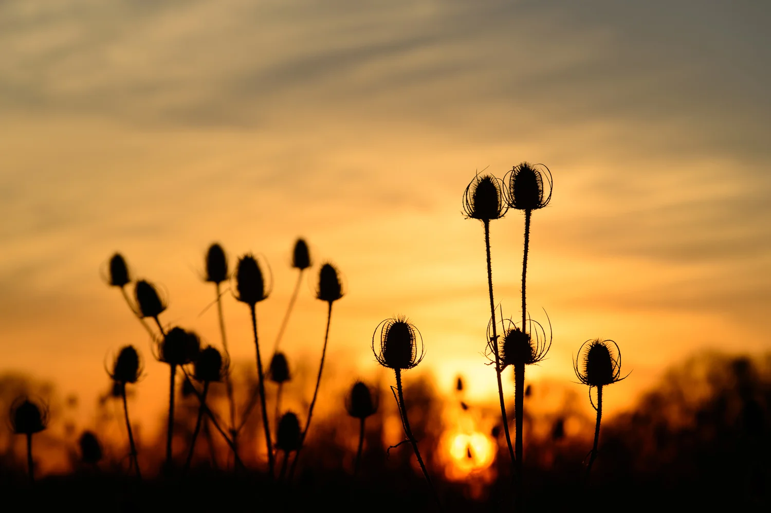 Teasels