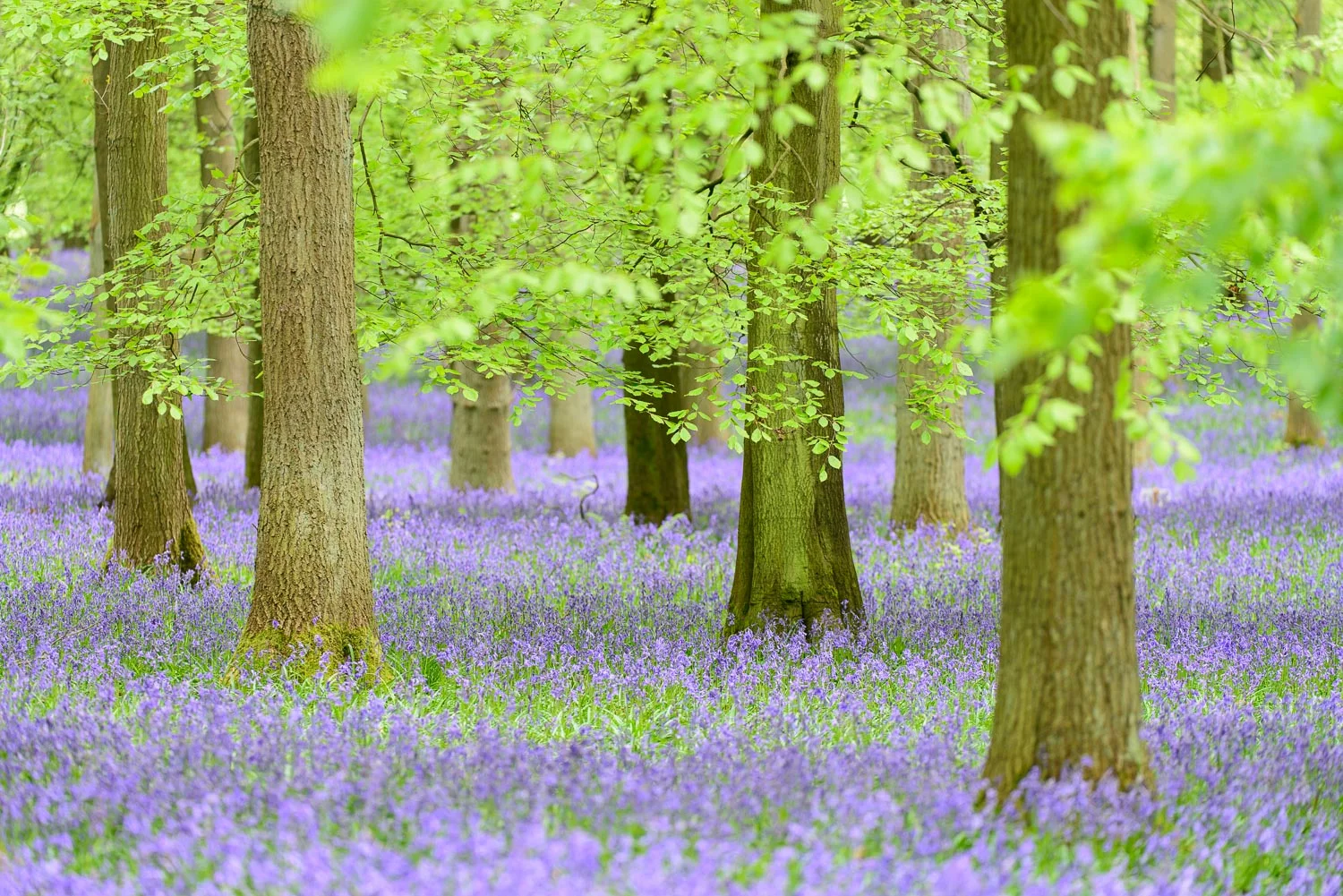 Bluebells in Beech Wood